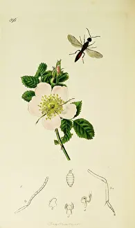 Hymenoptera: Curtis British Entomology Plate 596