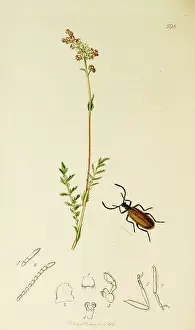 Coleoptera: Curtis British Entomology Plate 598