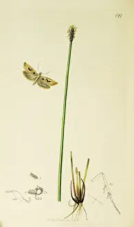 Palustris: Curtis British Entomology Plate 599
