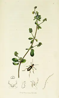 Medicago: Curtis British Entomology Plate 6