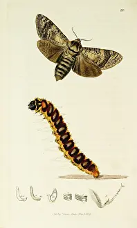 Cossus: Curtis British Entomology Plate 60