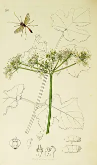 Hymenoptera: Curtis British Entomology Plate 600
