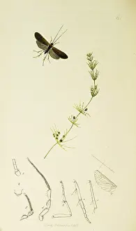 Beta: Curtis British Entomology Plate 601