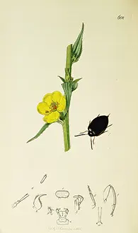 Coleoptera: Curtis British Entomology Plate 602