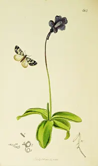 Flowered: Curtis British Entomology Plate 603