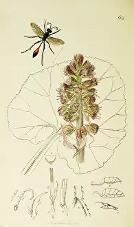 Hymenoptera: Curtis British Entomology Plate 604