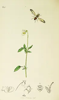Viola: Curtis British Entomology Plate 605