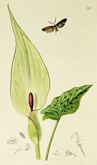 Maculatum: Curtis British Entomology Plate 607