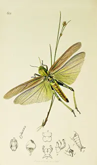 Orthoptera: Curtis British Entomology Plate 608