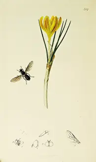 Niger: Curtis British Entomology Plate 609