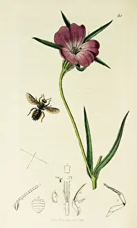 Bodied: Curtis British Entomology Plate 61