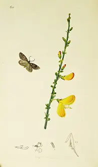 Chestnut: Curtis British Entomology Plate 611