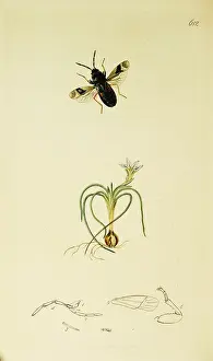 Hemiptera: Curtis British Entomology Plate 612