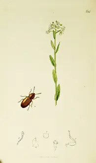 Mustard: Curtis British Entomology Plate 614