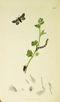 Lycia: Curtis British Entomology Plate 615