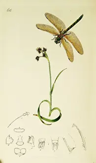Odonata: Curtis British Entomology Plate 616