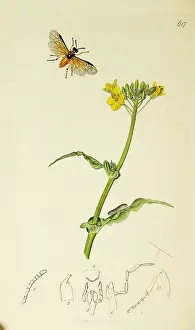 Turnip: Curtis British Entomology Plate 617