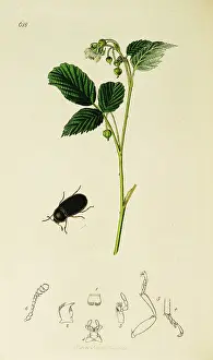 Raspberry: Curtis British Entomology Plate 618