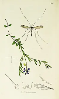 Footed: Curtis British Entomology Plate 62