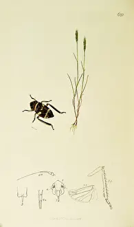 Hemiptera: Curtis British Entomology Plate 620