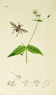 Diptera: Curtis British Entomology Plate 621