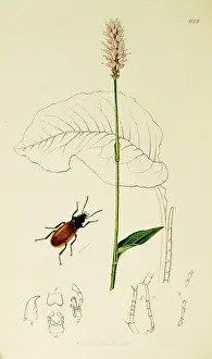 Polygonum: Curtis British Entomology Plate 622