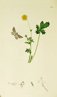 Potentilla: Curtis British Entomology Plate 623