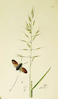 Hemiptera: Curtis British Entomology Plate 625