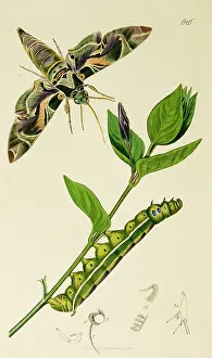 Periwinkle: Curtis British Entomology Plate 626