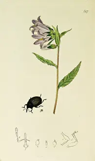 Nettle: Curtis British Entomology Plate 627
