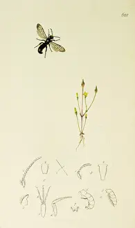 Hymenoptera: Curtis British Entomology Plate 628