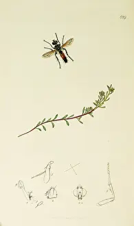 Diptera: Curtis British Entomology Plate 629