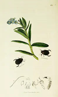 Palustris: Curtis British Entomology Plate 63