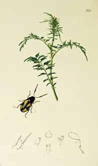 Leaved: Curtis British Entomology Plate 630