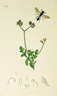Hens: Curtis British Entomology Plate 632