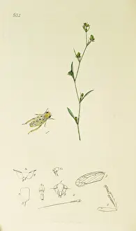 Hemiptera: Curtis British Entomology Plate 633