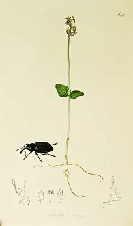 Coleoptera: Curtis British Entomology Plate 634