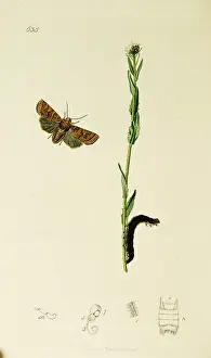 Hairy: Curtis British Entomology Plate 635