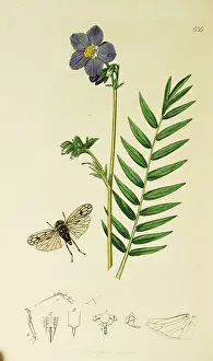 Jacobs: Curtis British Entomology Plate 636
