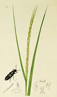 Coleoptera: Curtis British Entomology Plate 638