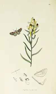 Linaria: Curtis British Entomology Plate 64