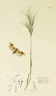 Hemiptera: Curtis British Entomology Plate 640