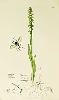 Diptera: Curtis British Entomology Plate 641