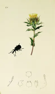 Thistle: Curtis British Entomology Plate 642