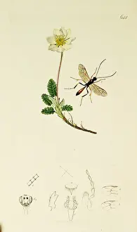Avens: Curtis British Entomology Plate 644