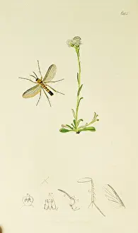 Dioica: Curtis British Entomology Plate 645