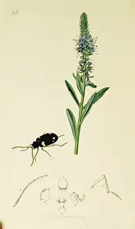 Welch: Curtis British Entomology Plate 646