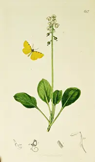 Speckled: Curtis British Entomology Plate 647