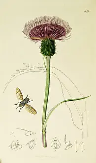 Thistle: Curtis British Entomology Plate 649
