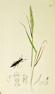 Saxatilis: Curtis British Entomology Plate 650